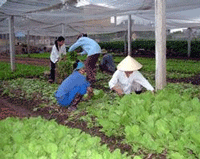 Prospera  la aldea Thuy Linh con sus hortalizas limpias