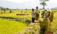 Reajustar acápites para mejorar las áreas rurales vietnamitas 