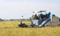 BAD convoca a recortar barreras comerciales al arroz para seguridad alimentaria