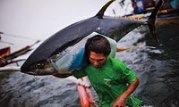 Vietnam proyecta elevar el valor exportable del atún 