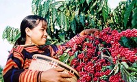 Buscan poner en valor café vietnamita