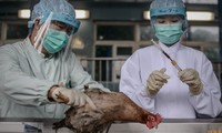 Expertos chinos consideran posible llegada de virus H7N9 por aves migratorias