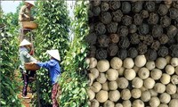 Pimienta vietnamita: construcción de marca nacional hacia el desarrollo sostenible