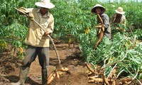 Vietnam podría obtener dos millones de dólares por la exportación de yuca