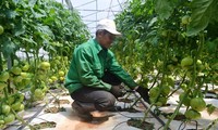 Lam Dong destina fondo millonario para construir una cadena de producción agrícola sostenible 