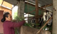 Le Thi Kim Loan y el progreso gracias a la cría de cabras
