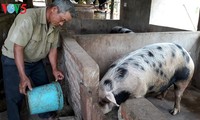 Me Van Chinh, ejemplar emprendedor, desarrolla la economía familiar gracias a la cría de ganado 