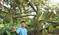 Cao Van Nguyen, agricultor pionero en desarrollar modelo de alternancia de cultivos 