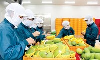 Exportaciones vietnamitas de productos agrícolas, silvícolas y acuíferas caen 17% en abril