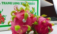 Registran señales positivas en la exportación de frutas y hortalizas de Vietnam