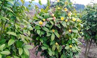 Camellia chrysantha, o “Tra Hoa Vang”, una preciada planta medicinal de Quang Ninh