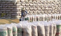 Vietnam mantendría el segundo puesto como exportador mundial de arroz