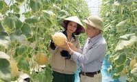 Hung Yen apuesta por la reestructuración agrícola
