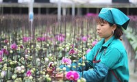 Hanói desarrolla la agricultura inteligente