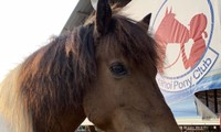 Hanoi Pony Club, un destino ideal para los amantes de los caballos