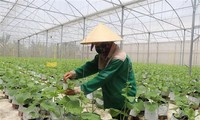 Celebran una conferencia internacional sobre la agricultura de alto rendimiento en Vietnam durante 2022