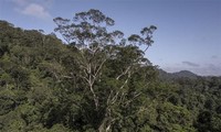 Reino Unido patrocinará proyecto sobre cambio climático en Amazonía brasileña