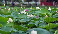 Temporada de la floración de loto en Hanói