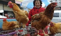 ไวรัสไข้หวัดนก H7N9 ไม่ติดต่อจากคนสู่คนในประเทศจีน