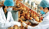 เวียดนามผลักดันการป้องกันการแพร่ระบาดโรคไข้หวัดนกสายพันธุ์ใหม่ H7N9
