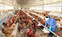 สหรัฐให้การช่วยเหลือเวียดนามเพิ่มความสามารถในการป้องกันโรคไข้หวัดนก