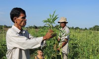 ชนเผ่าเขมรพัฒนาเศรษฐกิจผ่านการพัฒนาโครงสร้างพันธุ์พืช