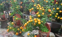 ต้นส้มจี๊ดมินิบอนไซ- แนวทางพัฒนาใหม่ของหมู่บ้านต้นส้มจี๊ดตื๊อเลียน