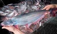 เวียดนามมีบริษัทประกอบธุรกิจปลาสวาย 23 แห่งที่ได้มาตรฐานส่งออกไปยังสหรัฐ