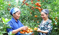 เกษตรกรในอำเภอกาวฟอง จังหวัดหว่าบิ่งสร้างความร่ำรวยจากการปลูกส้ม