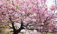 เทศกาลดอกซากุระจะมีขึ้นในระหว่างวันที่ 23-26 มีนาคม ณ กรุงฮานอย