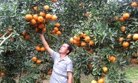 อำเภอกวางบิ่งห์ จังหวัดห่ายาง พัฒนาการปลูกส้มอย่างยั่งยืนตามมาตรฐาน VietGap