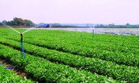 เกษตรกรฮานอยเชื่อมโยงการจำหน่ายสินค้าการเกษตรในช่วงเกิดการแพร่ระบาดของโรคโควิด-19