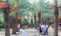 ความงามของสวนอินทผลัมหรือ Date Palm ที่ใหญ่ที่สุดในภาคตะวันตก