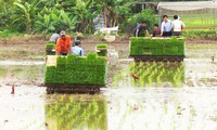 เกษตรกรในเขตชานเมืองกรุงฮานอยส่งเสริมการใช้เครื่องจักรกลในการผลิตเกษตร