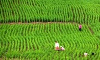 ADB supports green agriculture in Vietnam