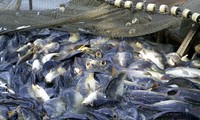Vietnam could sue DOC for catfish tax increase