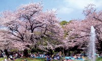 Cherry blossom festival to open in Ha Long city