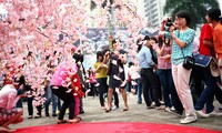 Cherry blossom festival opens in Ha long city