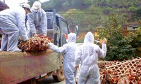 Vietnam takes stronger measures against bird flu 