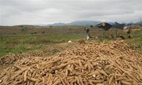 Vietnam to earn 2 billion USD from cassava exports