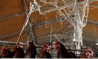 New H7N9 case confirmed in China