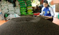 Vietnam remains world’s top pepper exporter