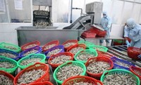 Common set of standards specified for ASEAN shrimp