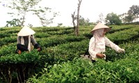 Vietnam’s tea exports earn 37 million USD in Q1