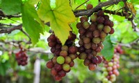 Ninh Thuan to host International Grapes and Wine festival 