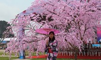 Ha Long cherry blossom festival 2015 opens in Quang Ninh 