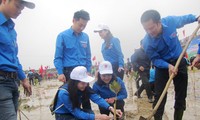 Youth union launches tree-planting movement in Ha Tinh province
