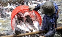 US Senate votes to end catfish inspection program 