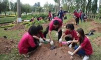 500 additional cherry trees planted in Hoa Binh Park