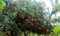 Vàm Xáng fruit garden in Cần Thơ